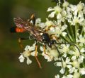 Ichneumon insidiosus